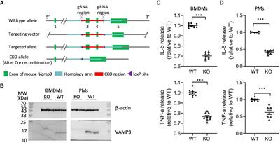Myeloid Vamp3 deletion attenuates CFA-induced inflammation and pain in mice via ameliorating macrophage infiltration and inflammatory cytokine production
